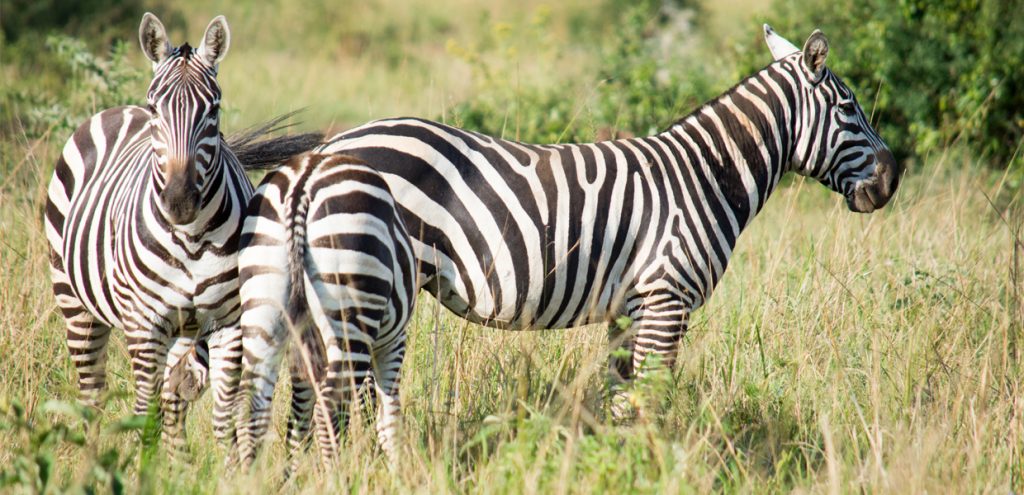 21 Day Uganda Wildlife Safari