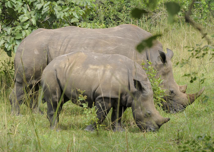 Ziwa Rhino Tracking Tour