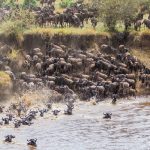3Day Serengeti Wildlife Safari