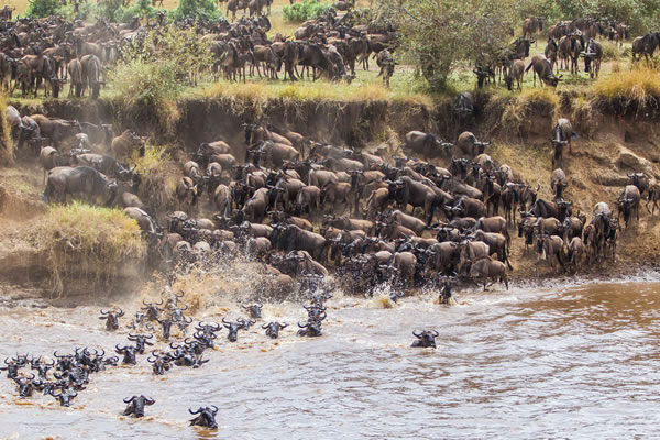 3Day Serengeti Wildlife Safari