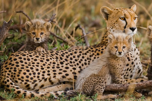 5 days Kenya Cheetah Safari Tour