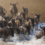 3Day Serengeti Wildlife Safari