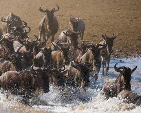 3Day Serengeti Wildlife Safari
