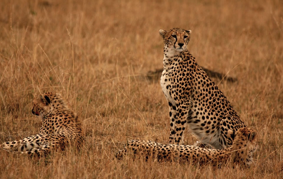 5 days Kenya Cheetah Safari Tour