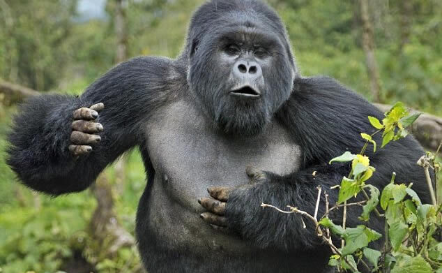 8 Day Luxury Gorilla Safari from Kigali