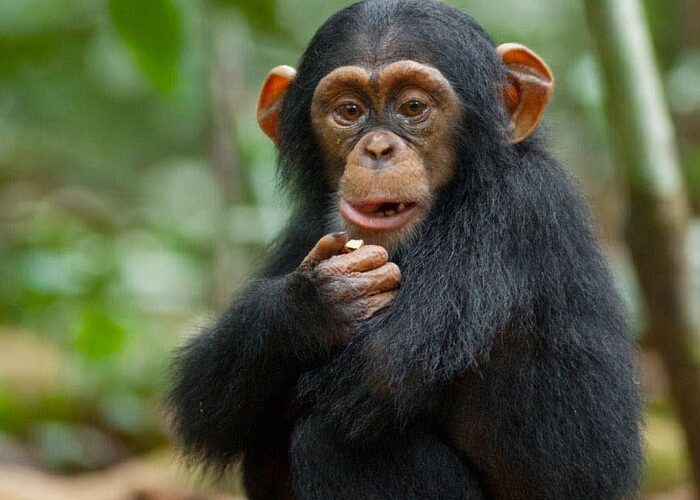 3 Days Chimpanzee Tracking in Uganda