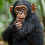 3-Day Chimpanzee Trekking Uganda -Where to Trek Chimpanzees in Uganda