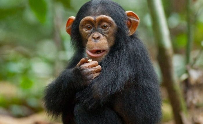 3-Day Chimpanzee Trekking Uganda -Where to Trek Chimpanzees in Uganda