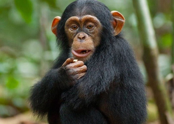 3-Day Chimpanzee Trekking Uganda -Where to Trek Chimpanzees in Uganda