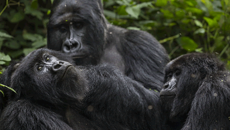 3 Days Congo Gorilla Safari