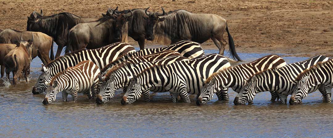 3Day Serengeti Wildlife Safari