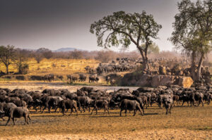 3 Day Serengeti Wildlife Safari