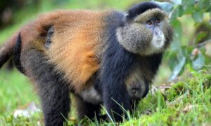 10 Days Uganda Rwanda Luxury Safari