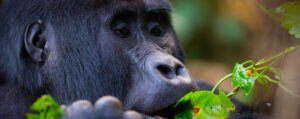 gorilla-trekking-in-uganda