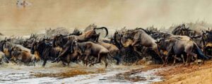 wildebeests-in-tanzania - 9-Day Great Migration Safari in Tanzania