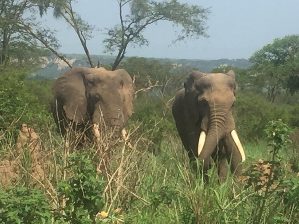 7-Day Uganda Gorilla and Chimpanzee Tour
