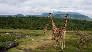 Arusha National Park - Umarella Voyage Safaris