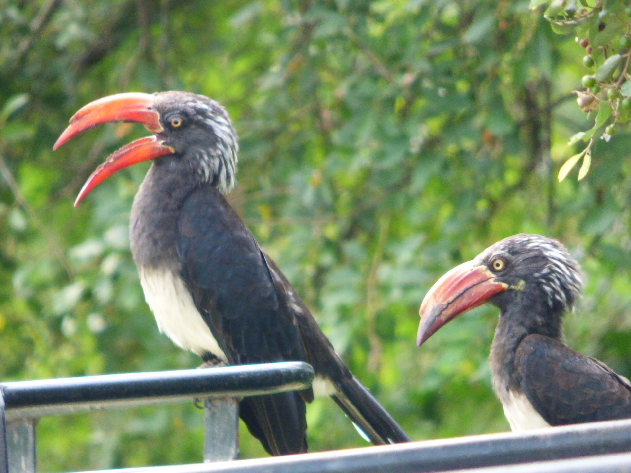 birds on Uganda safari