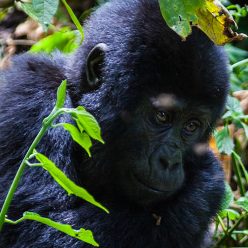 5 Day Gorilla Habituation And Chimpanzees
