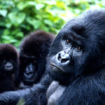 Is Uganda Safe for gorilla trekking?