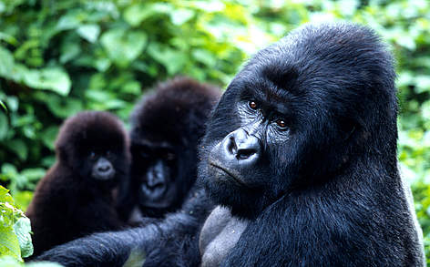 Is Uganda Safe for gorilla trekking?