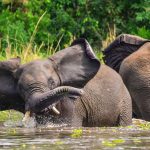Murchison Falls National Park - Top Uganda Safaris