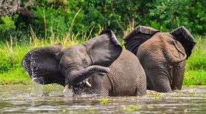 Murchison Falls National Park - Top Uganda Safaris