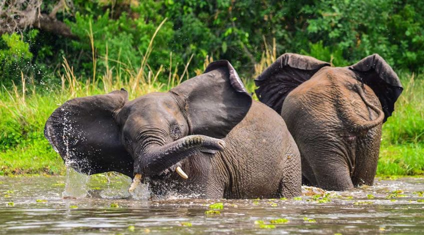 elephants-in-murchison Murchison Falls National Park - Top Uganda Safaris