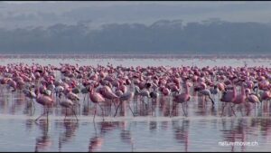 Lake Nakuru-Umarella Voyage safaris
