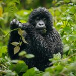 Best Time for gorilla Trekking in Uganda