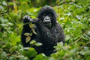 Best Time for gorilla Trekking in Uganda