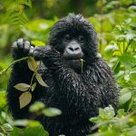 Best Time for gorilla Trekking in Uganda