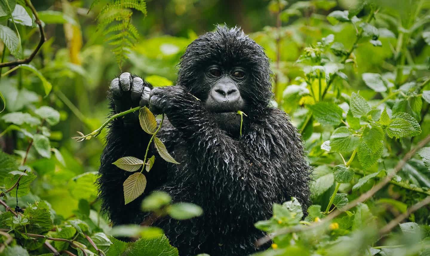 Best Time for gorilla Trekking in Uganda