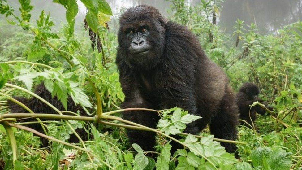 6 Days Gorilla Trekking Safari Congo