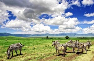 GAME VIEWING EXPERIENCE IN NGORONGORO CRATER