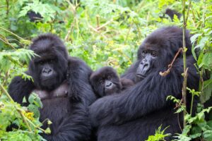 10 Days Uganda Rwanda Luxury Safari