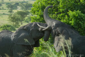 Semuliki National Park