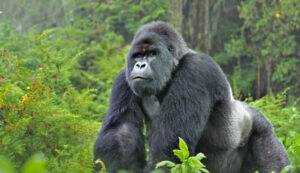 What You should know about Gorilla Trekking