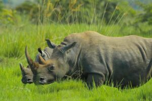 Ziwa Rhino Sanctuary