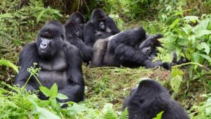 Mountain Gorilla-Umarella Voyage Safaris