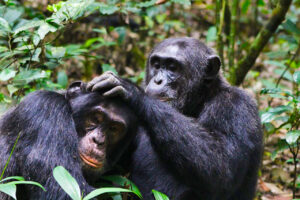10 Day Uganda & Rwanda Luxury Safari - Chimpanzee Trekking in Budongo Forest