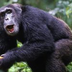 7-Day Uganda Gorilla and Chimpanzee Tour