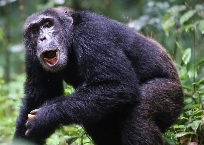 7-Day Uganda Gorilla and Chimpanzee Tour