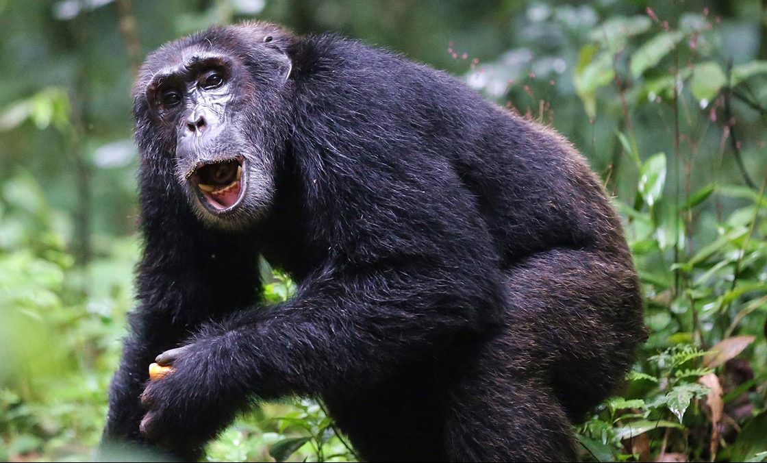7-Day Uganda Gorilla and Chimpanzee Tour