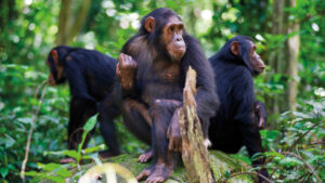 3-day Chimpanzee Trekking Uganda