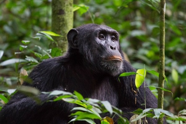 Chimpanzee Trekking Experience in Uganda