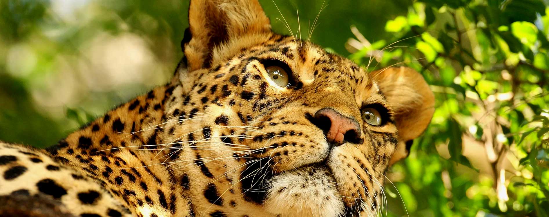 leopards-in-uganda