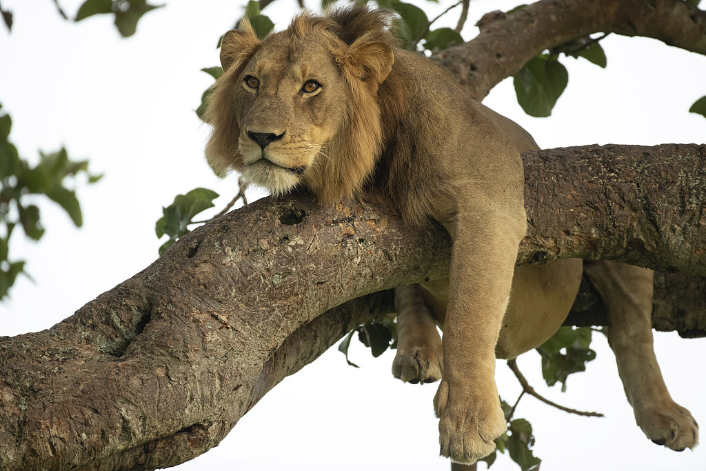 Lion tracking In Uganda