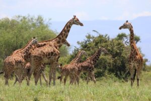 Uganda Giraffes