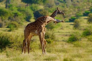 Uganda Giraffes